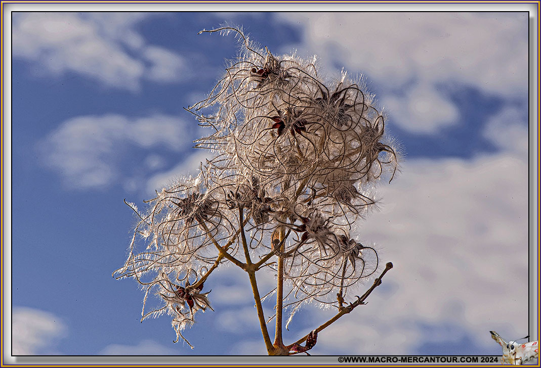 Clématite des haies